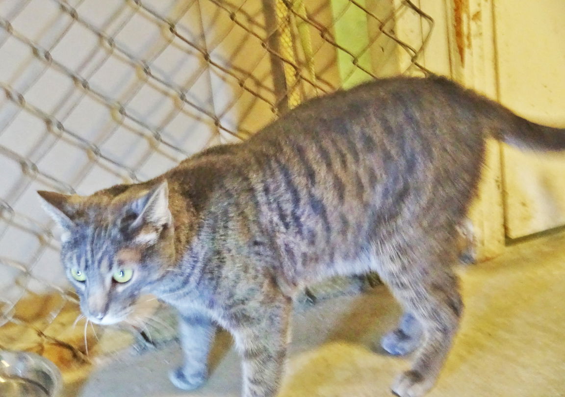 Nick, an adoptable Domestic Short Hair in Holly Springs, MS, 38635 | Photo Image 1