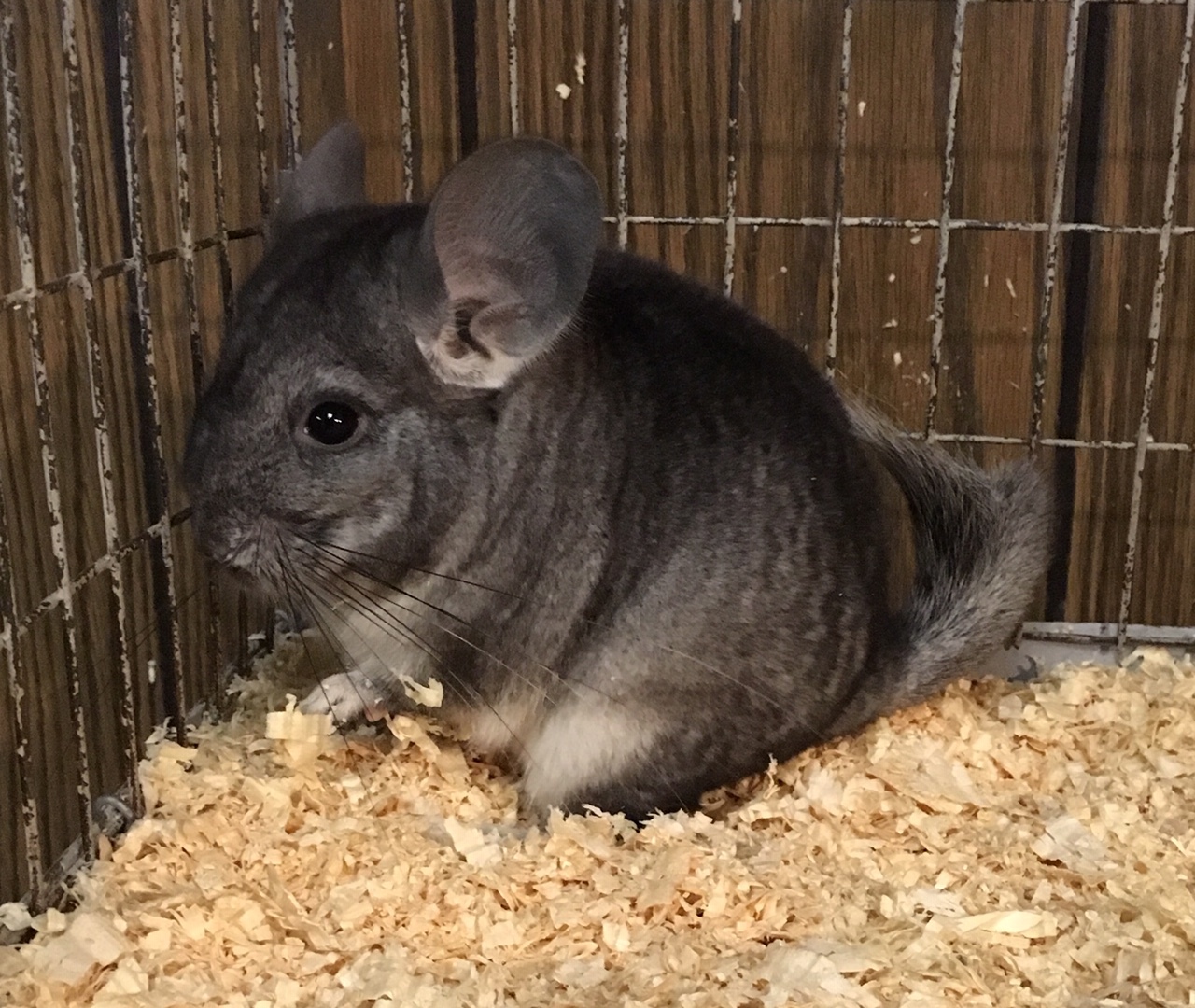 6 Month Old Standard Grey Male Chinchilla Kit Baby detail page