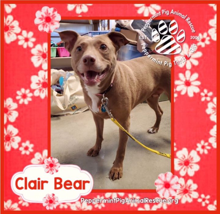 Clair Bear 2