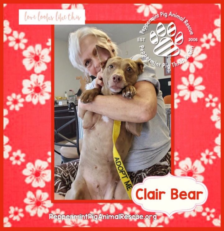 Clair Bear 3