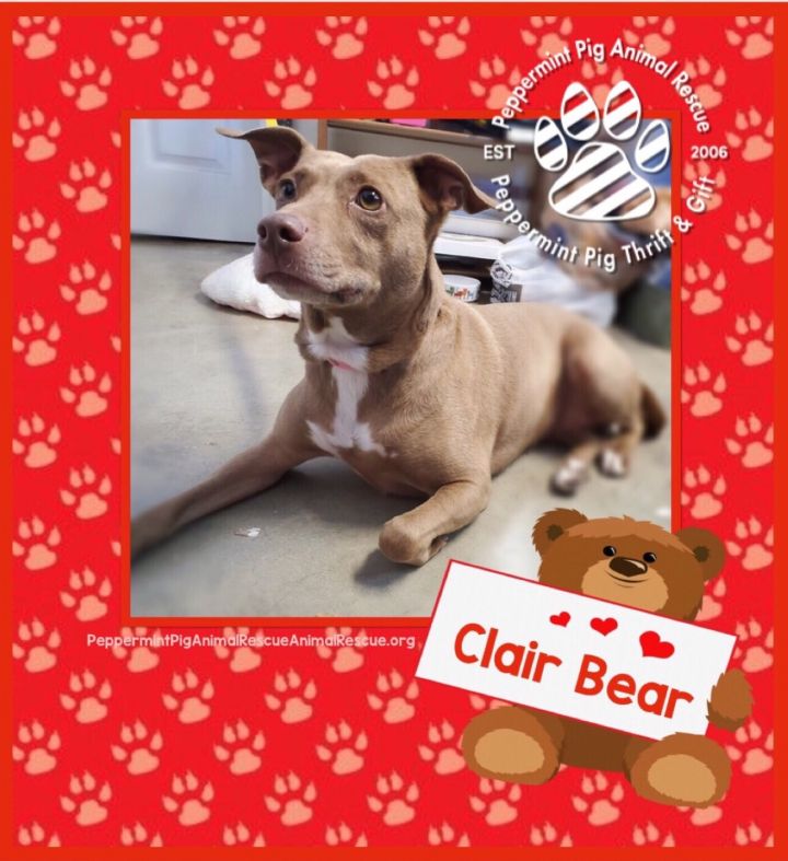 Clair Bear 4