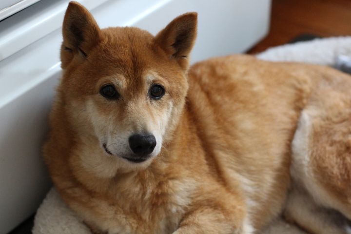 Dog For Adoption Amai A Shiba Inu In Manassas Va Petfinder