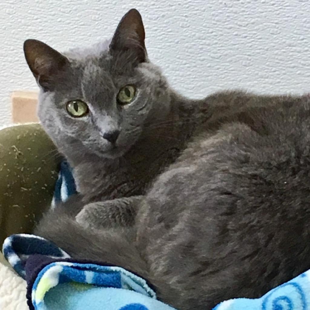 Samantha, an adoptable Domestic Short Hair in Kanab, UT, 84741 | Photo Image 1