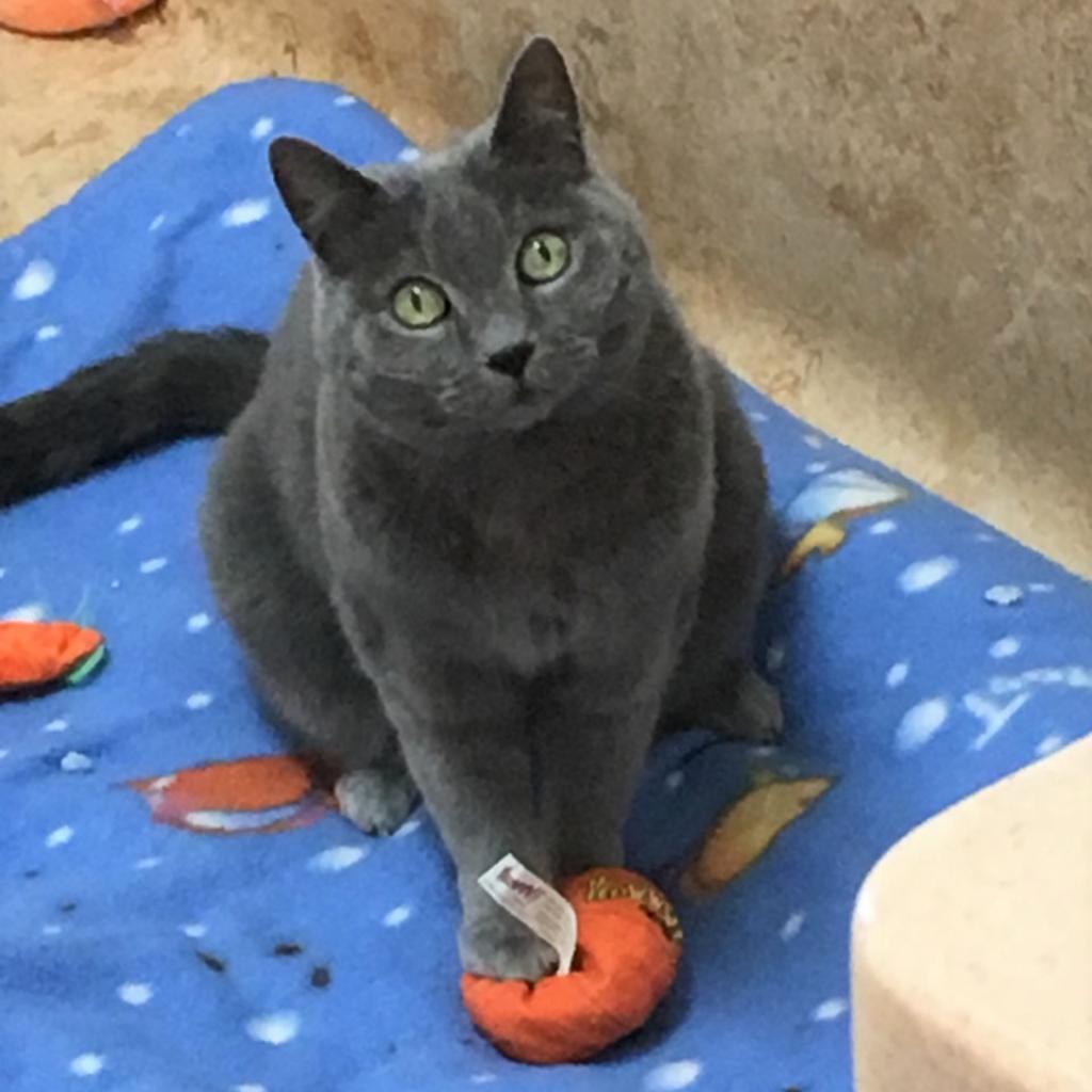 Ryan Reynolds fka Samantha, an adoptable Domestic Short Hair in Kanab, UT, 84741 | Photo Image 3