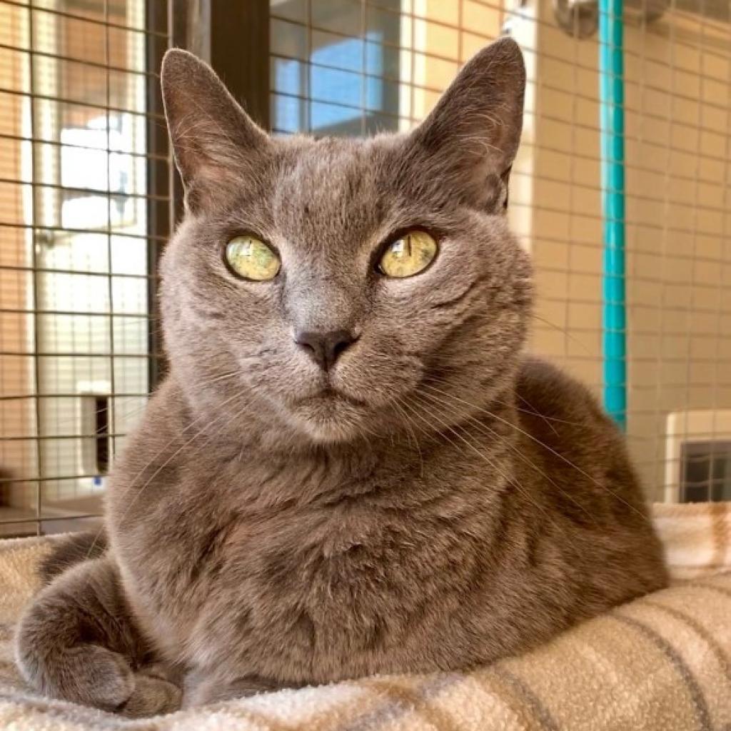 Samantha, an adoptable Domestic Short Hair in Kanab, UT, 84741 | Photo Image 5