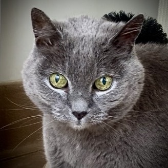 Samantha, an adoptable Domestic Short Hair in Kanab, UT, 84741 | Photo Image 6