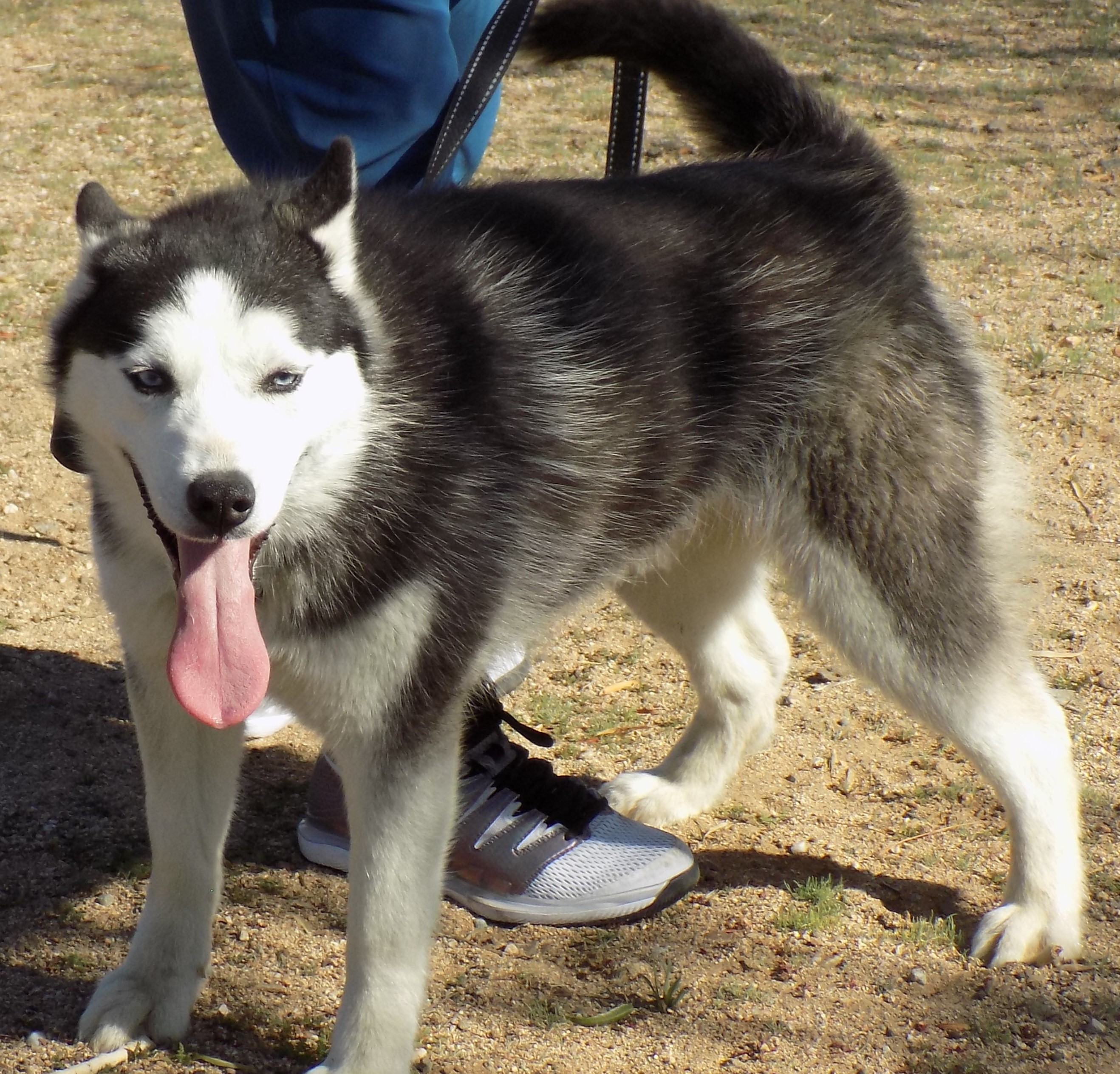 Young LIBERTY, an adoptable Siberian Husky in Valencia, CA, 91355 | Photo Image 4