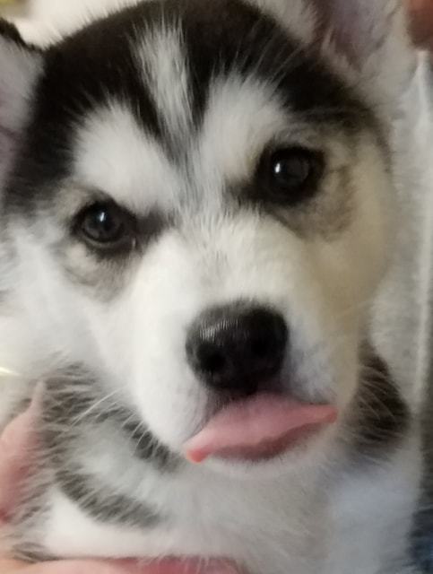 Young REBEL, an adoptable Siberian Husky in Valencia, CA, 91355 | Photo Image 1