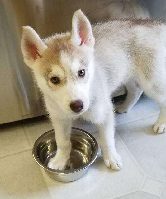 Young STAR, an adoptable Siberian Husky in Valencia, CA, 91355 | Photo Image 2