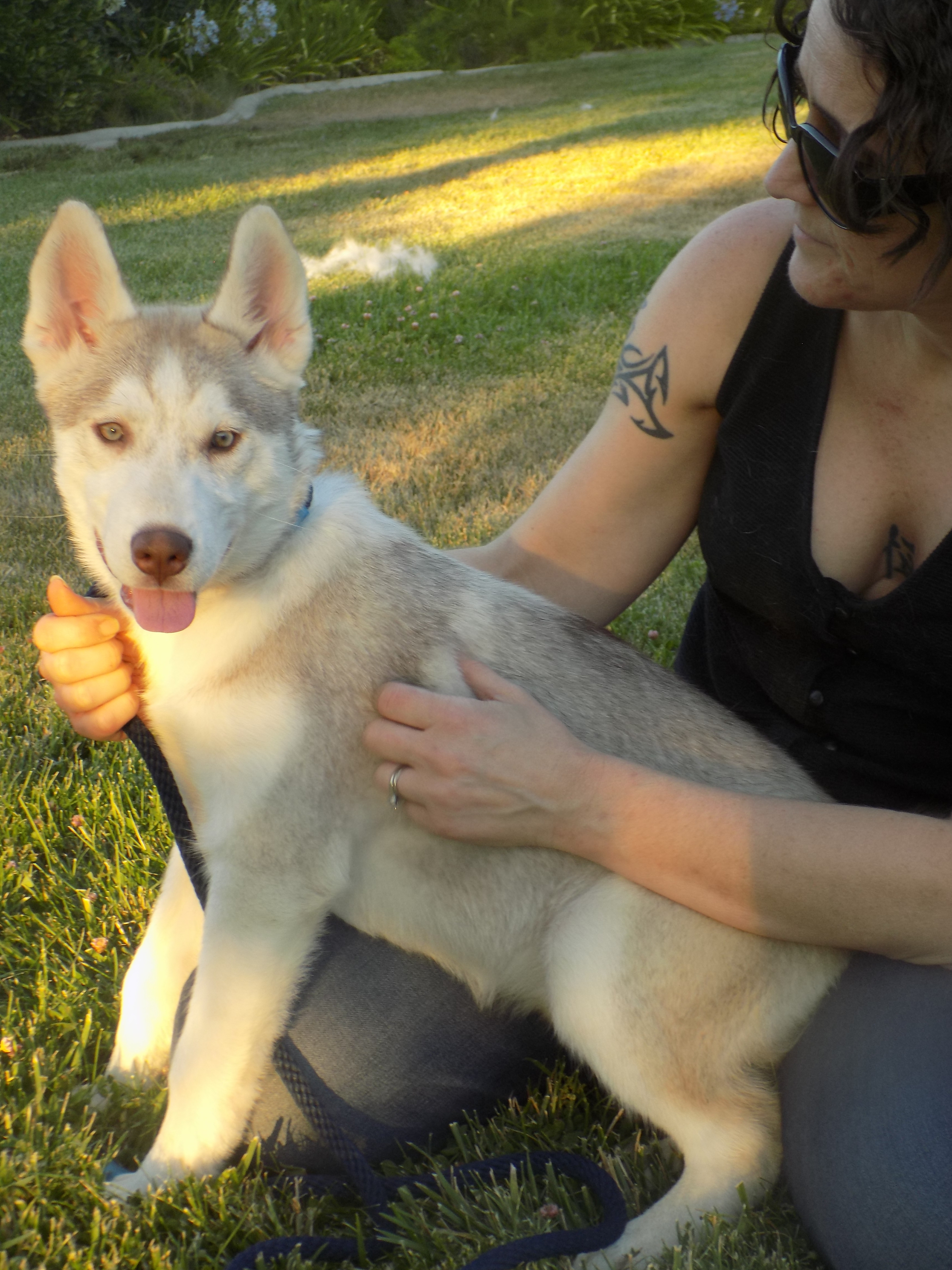 Young STAR, an adoptable Siberian Husky in Valencia, CA, 91355 | Photo Image 3