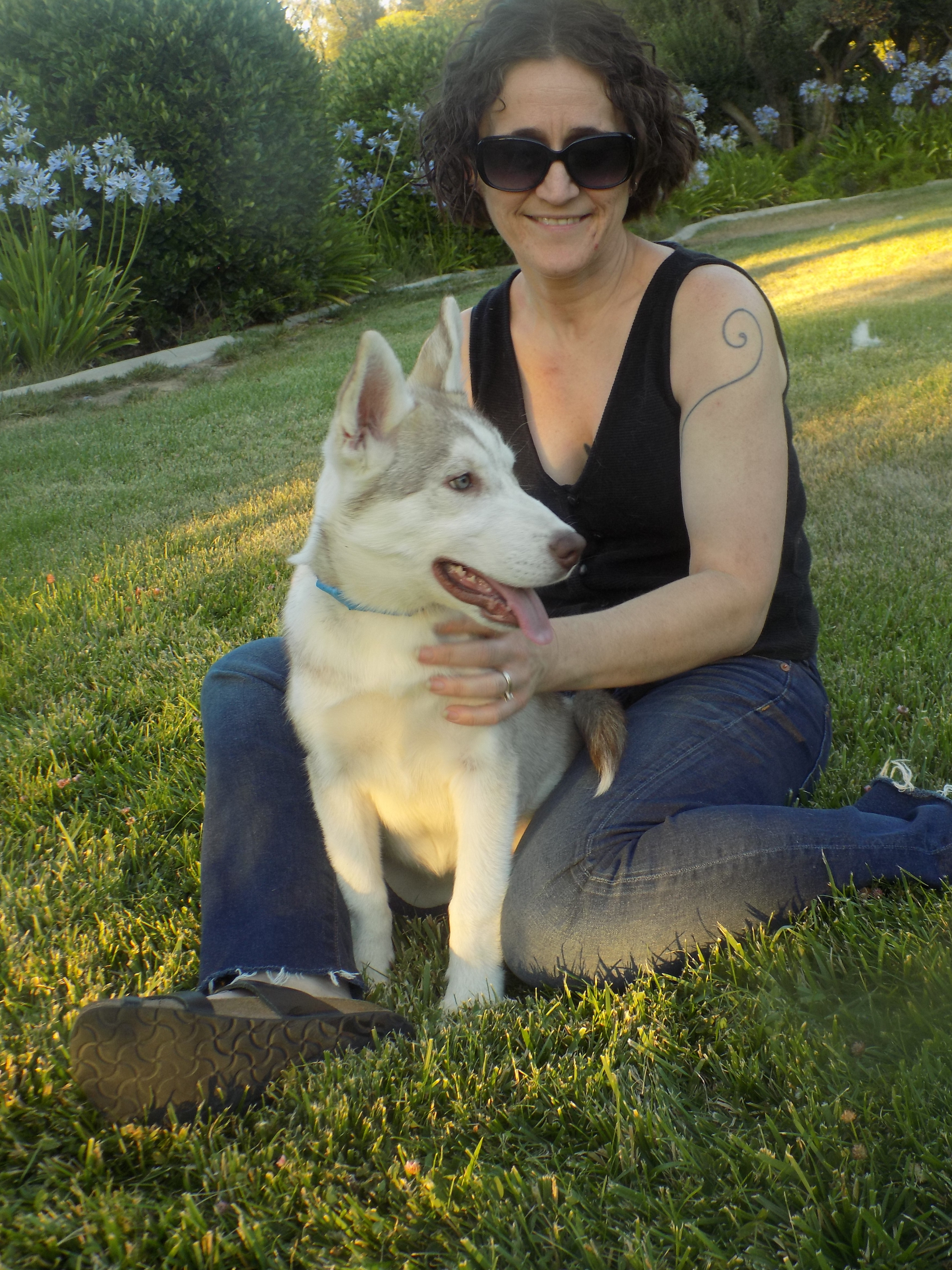 Young STAR, an adoptable Siberian Husky in Valencia, CA, 91355 | Photo Image 4