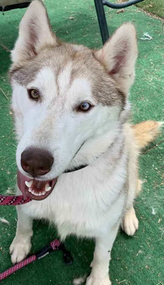 Young STAR, an adoptable Siberian Husky in Valencia, CA, 91355 | Photo Image 1