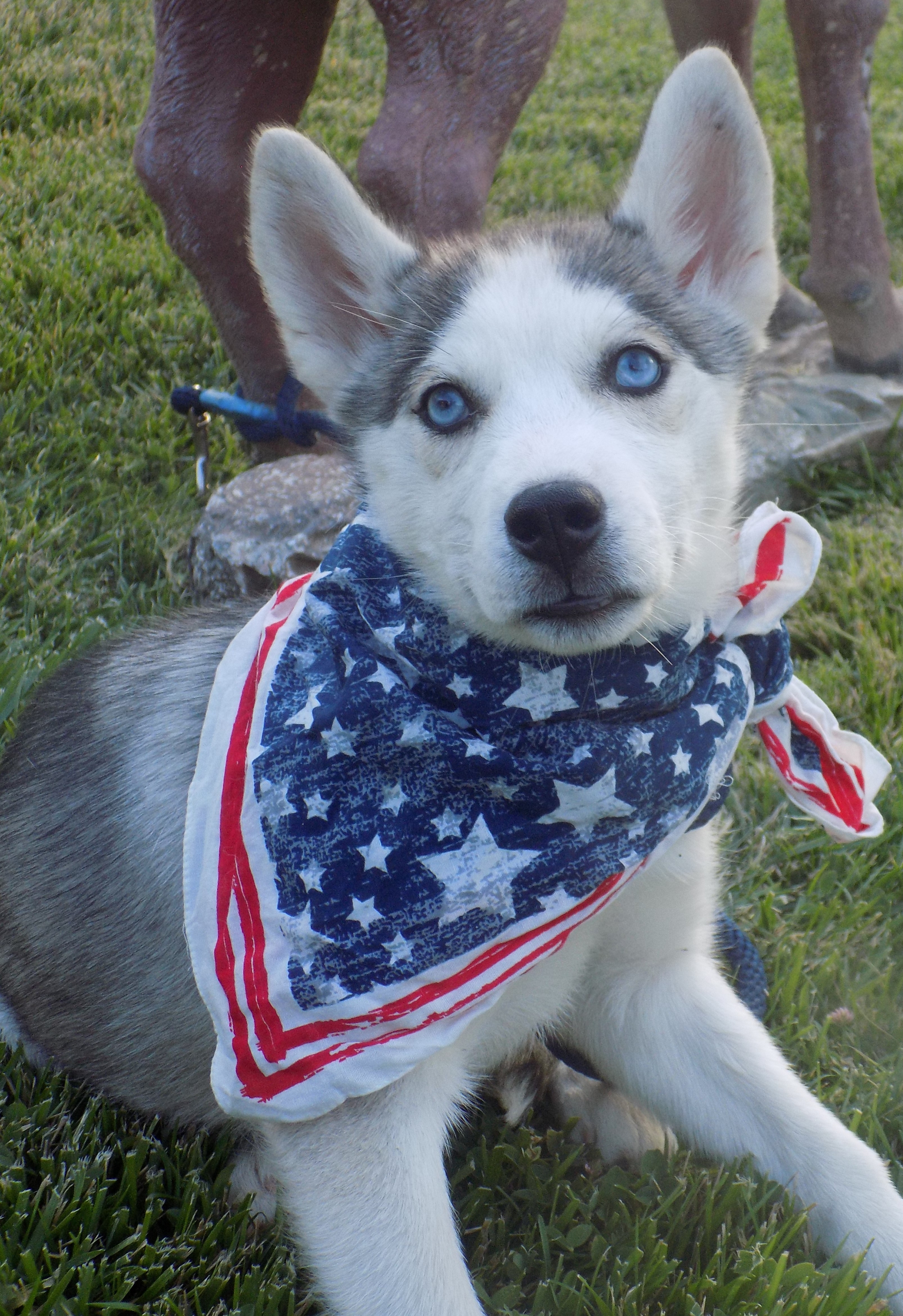 Young INDIE, an adoptable Siberian Husky in Valencia, CA, 91355 | Photo Image 1