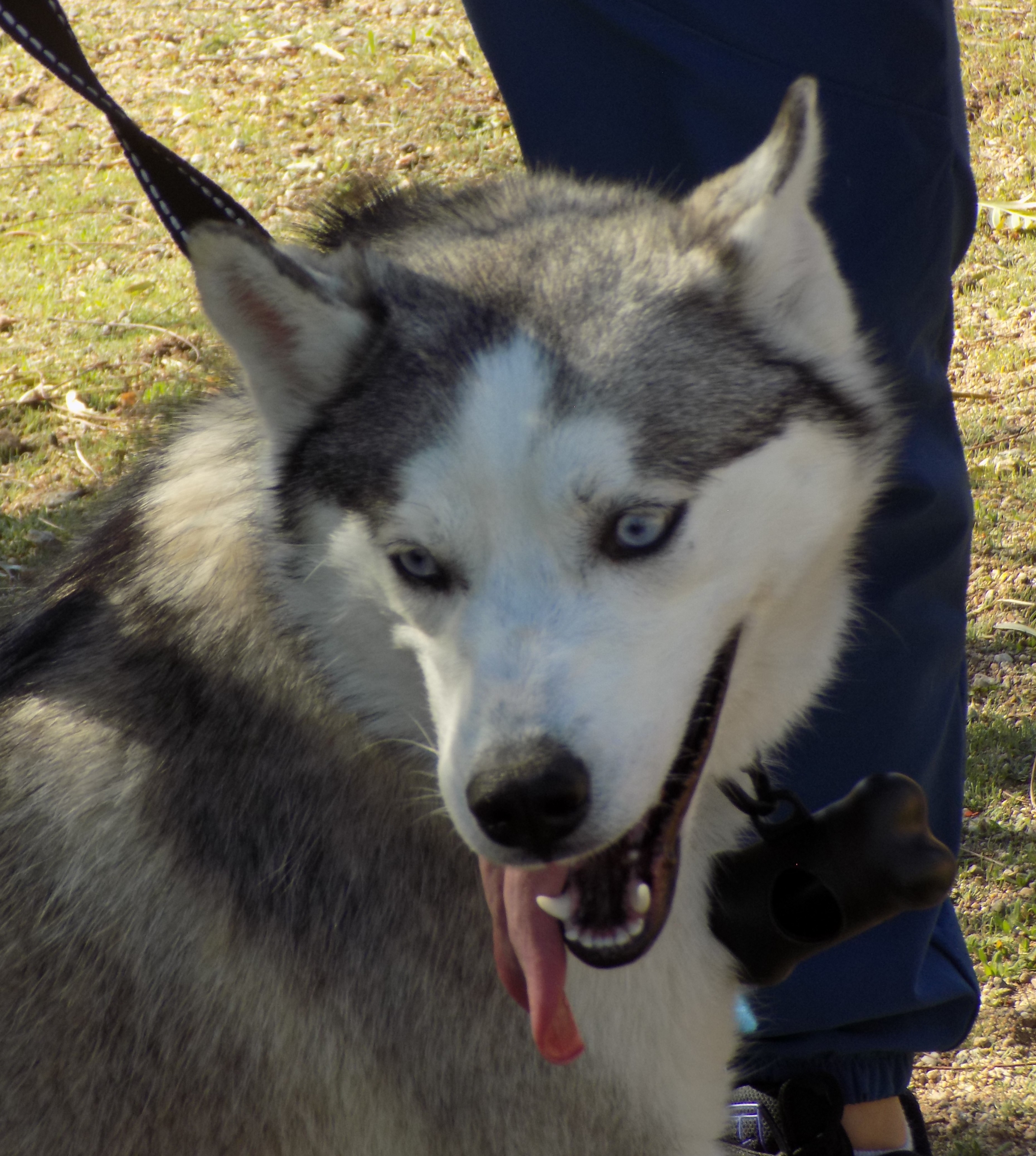 Young INDIE, an adoptable Siberian Husky in Valencia, CA, 91355 | Photo Image 3
