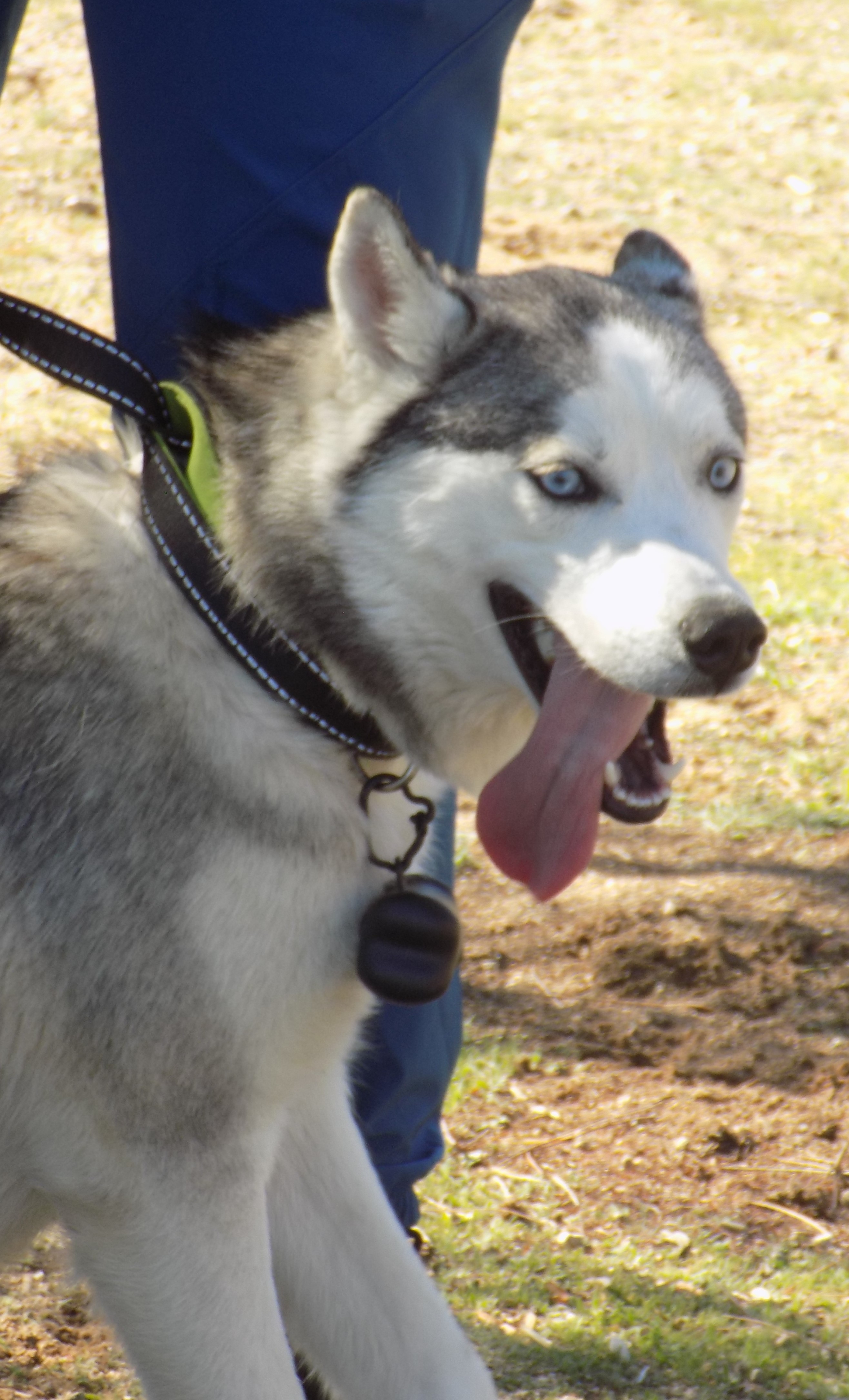 Young INDIE, an adoptable Siberian Husky in Valencia, CA, 91355 | Photo Image 4