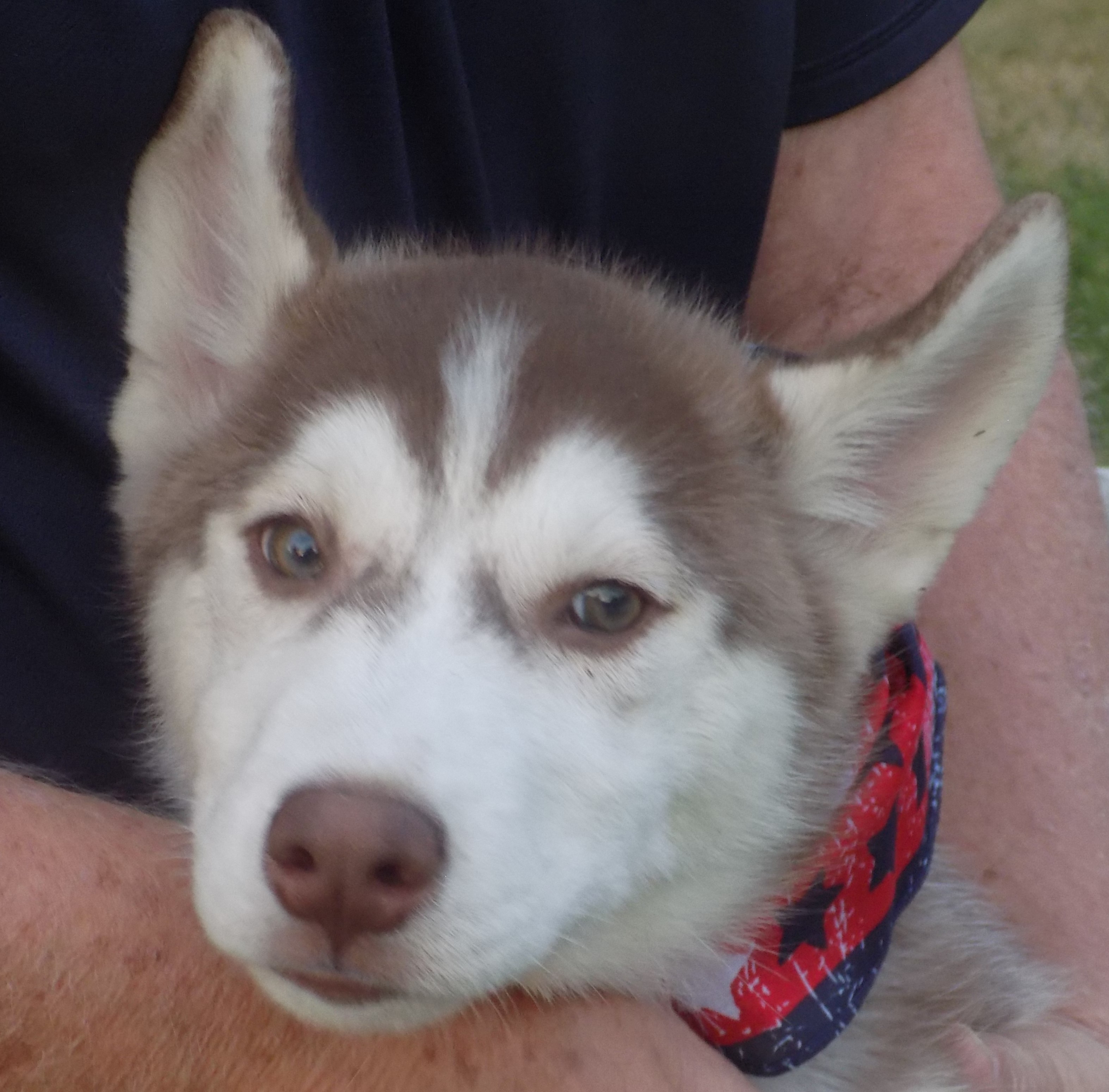  SCOUT-, an adoptable Siberian Husky in Valencia, CA, 91355 | Photo Image 2