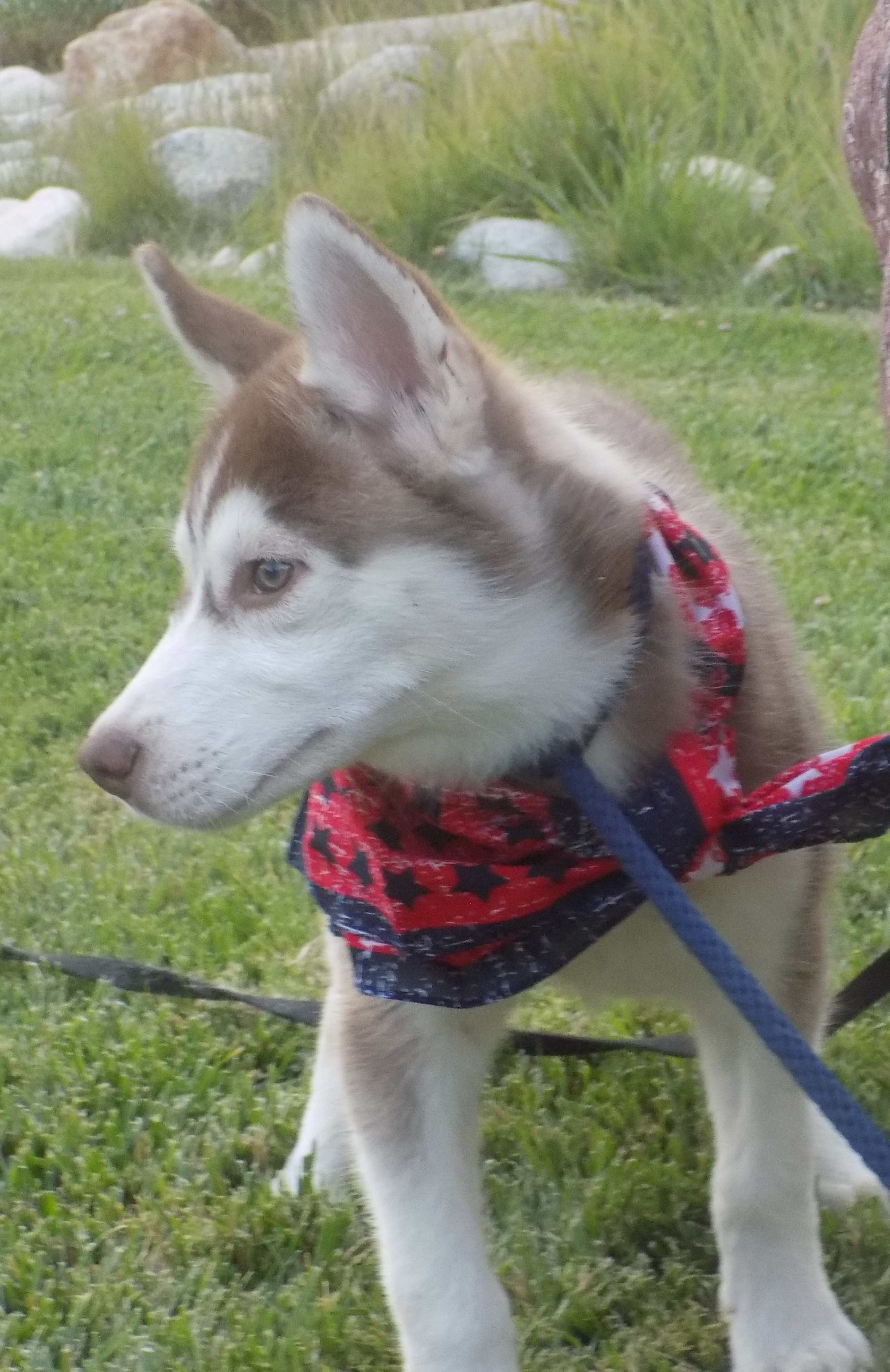 SCOUT-, an adoptable Siberian Husky in Valencia, CA, 91355 | Photo Image 4
