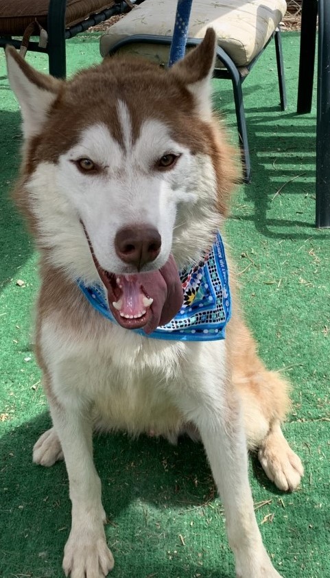  SCOUT-, an adoptable Siberian Husky in Valencia, CA, 91355 | Photo Image 5