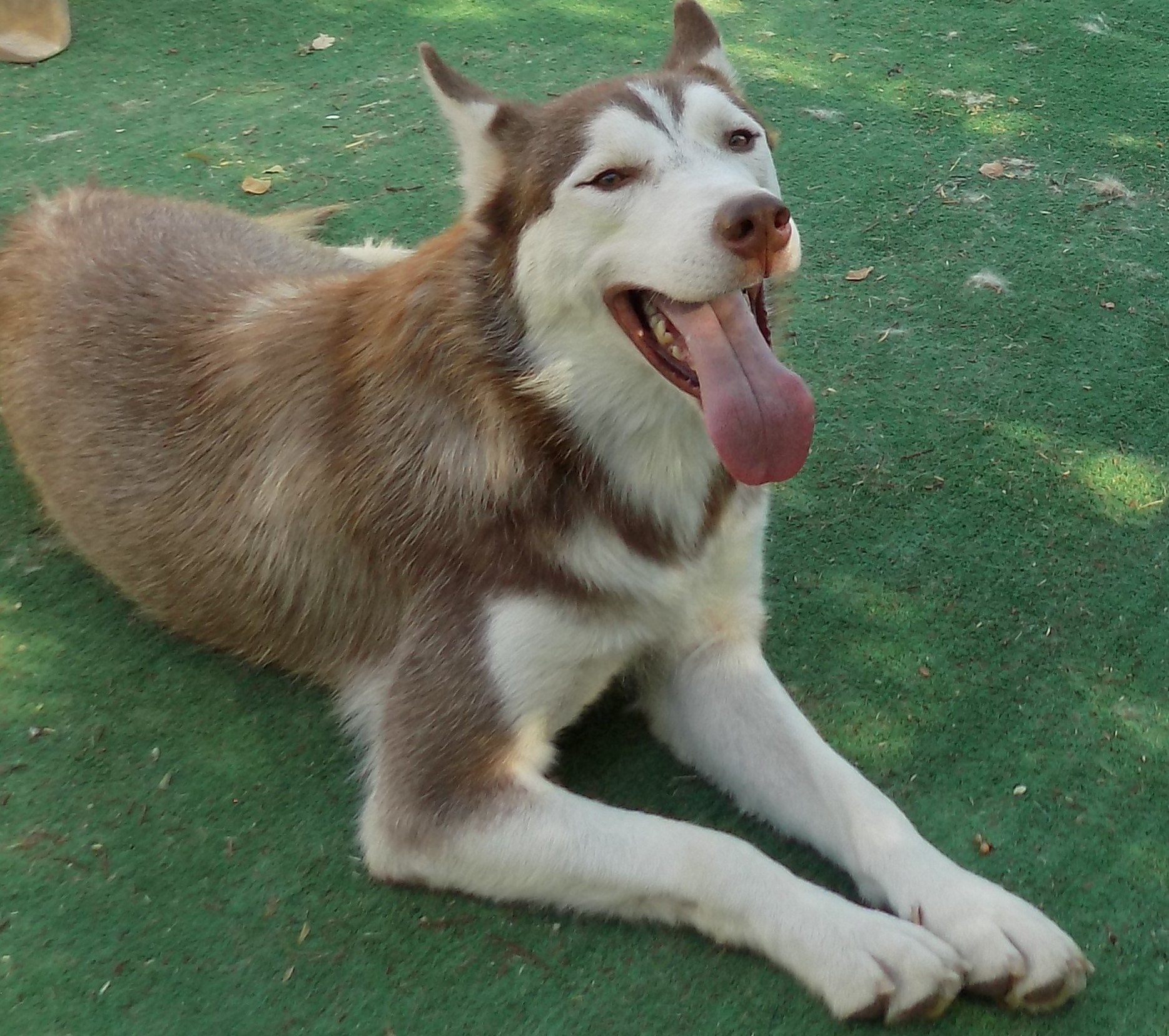  SCOUT-, an adoptable Siberian Husky in Valencia, CA, 91355 | Photo Image 1