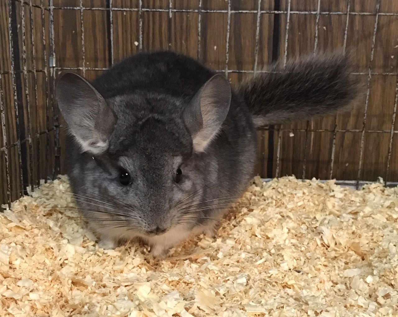 4 Month Old Standard Grey Male Chinchilla Kit Baby detail page