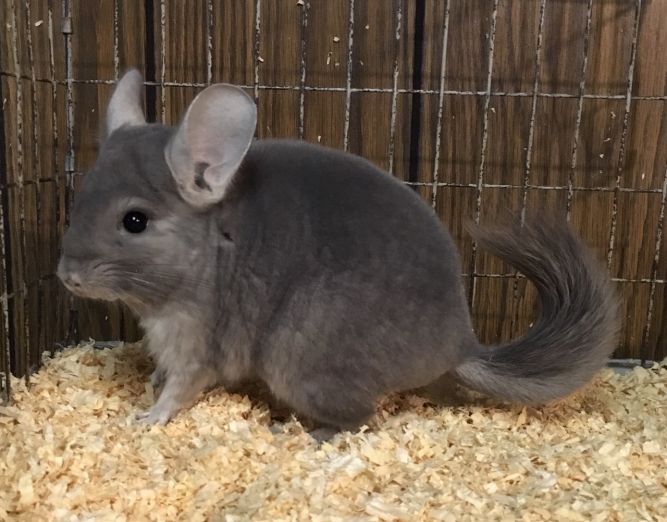 6 month old violet wrap female chinchilla