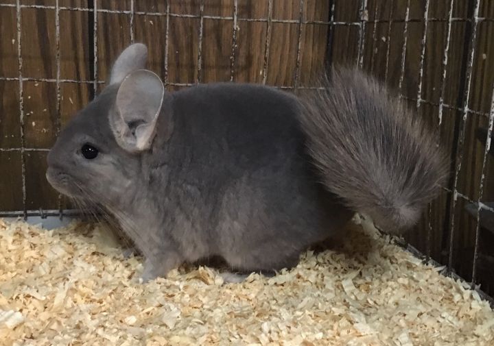 6 month old violet wrap female chinchilla 2