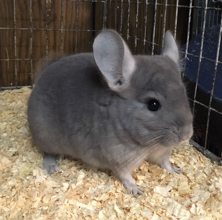 6 month old violet wrap female chinchilla 3