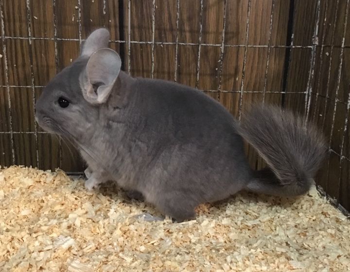 6 month old violet wrap female chinchilla 4