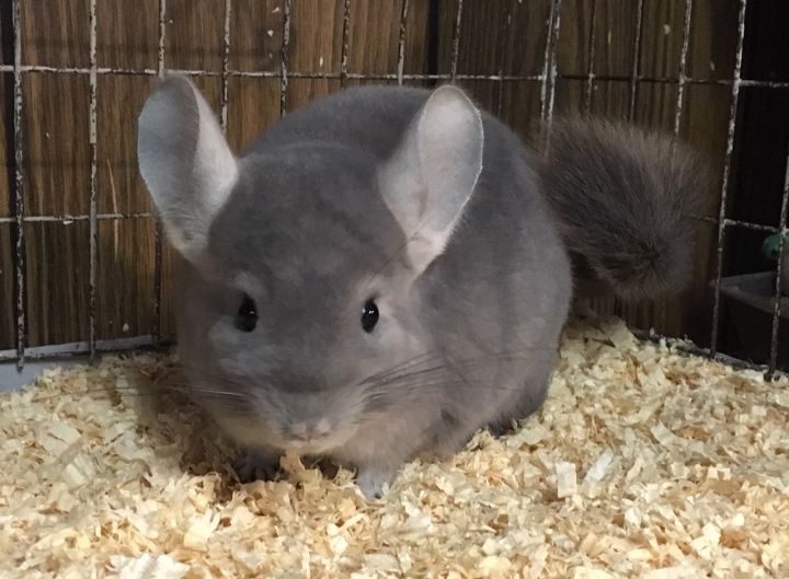 6 month old violet wrap female chinchilla 6