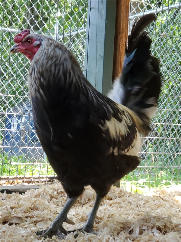 Chicken For Adoption Rudy A Chicken Mix In Kingston Ny Petfinder