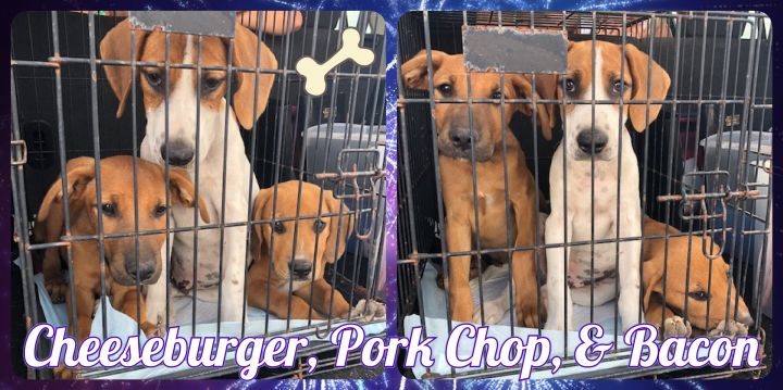 Cheeseburger, Bacon, & Pork Chop 2