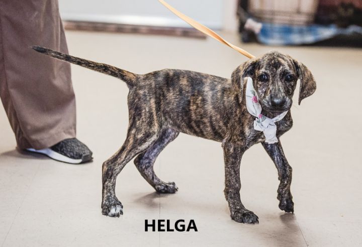 Helga 1