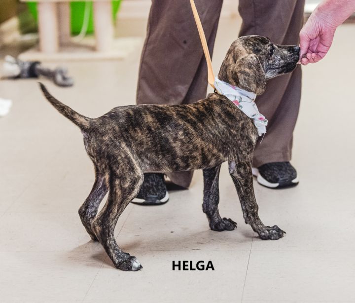 Helga 2