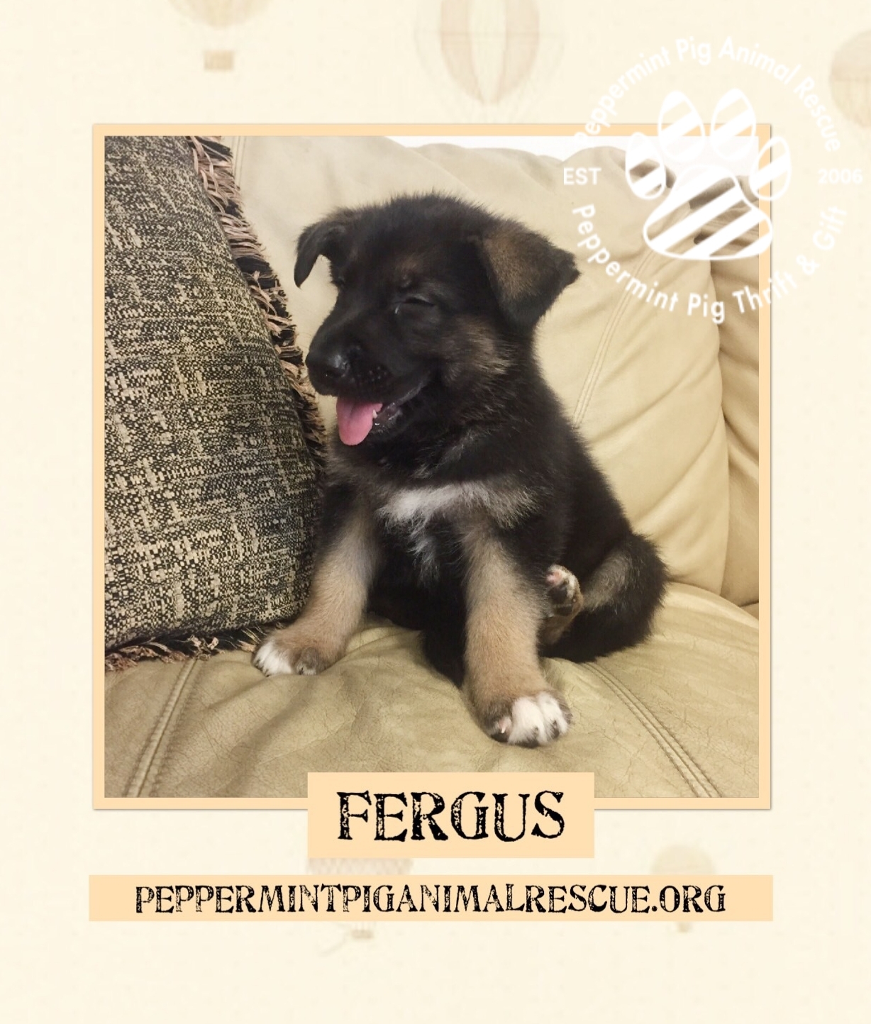 Fergus Adoption Pending detail page