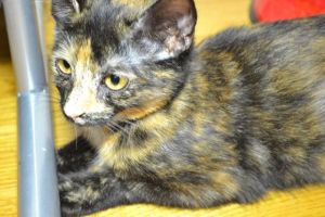 . Tommy Tortie Baby .