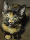 . Tommy Tortie and Eric Tux Kits .
