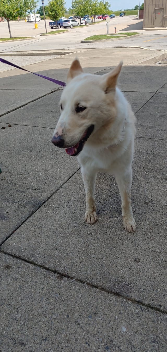 Dog For Adoption Jaxson A White German Shepherd Siberian