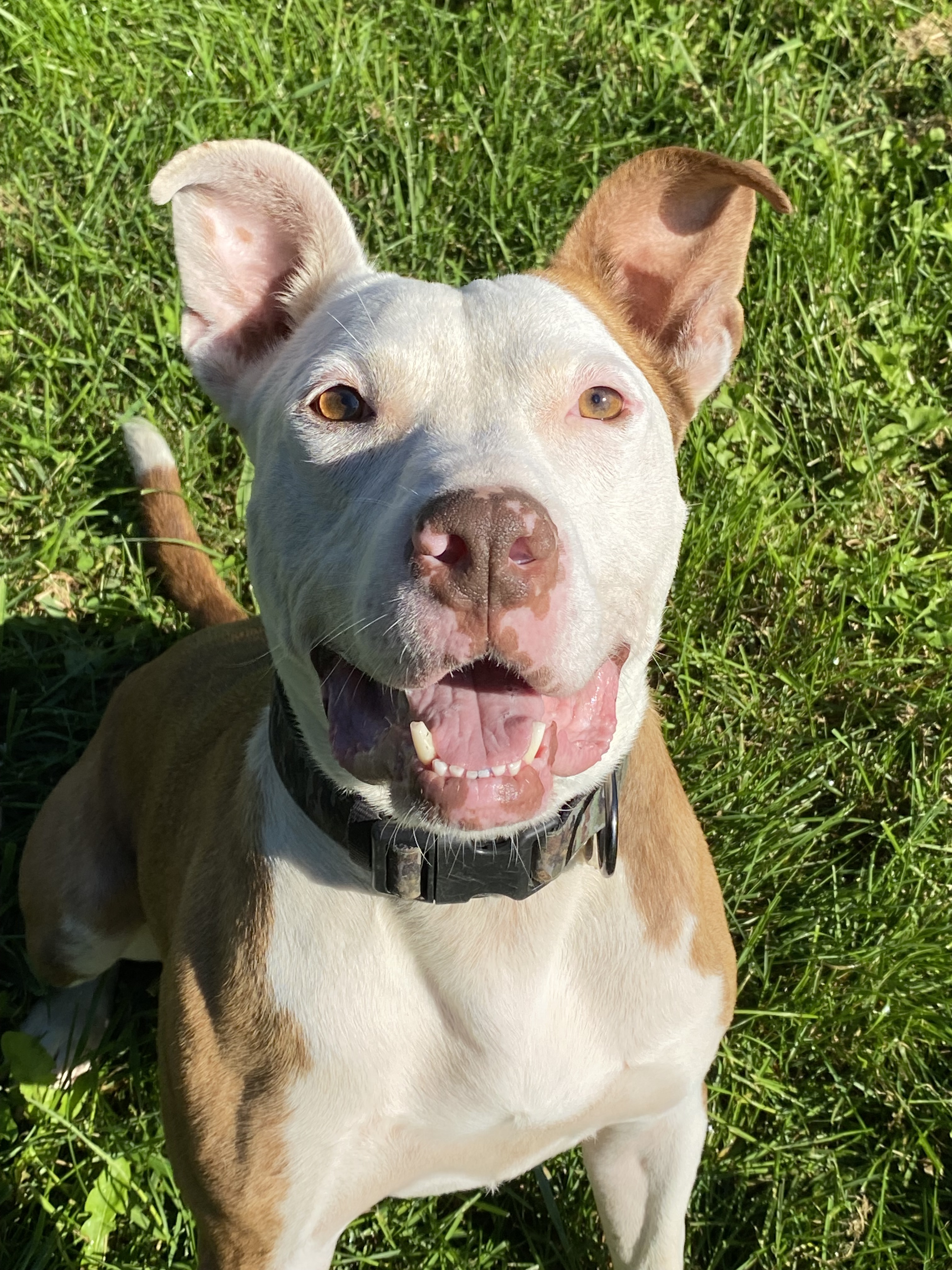 Davey, an adoptable Pit Bull Terrier in Kearneysville, WV, 25430 | Photo Image 2