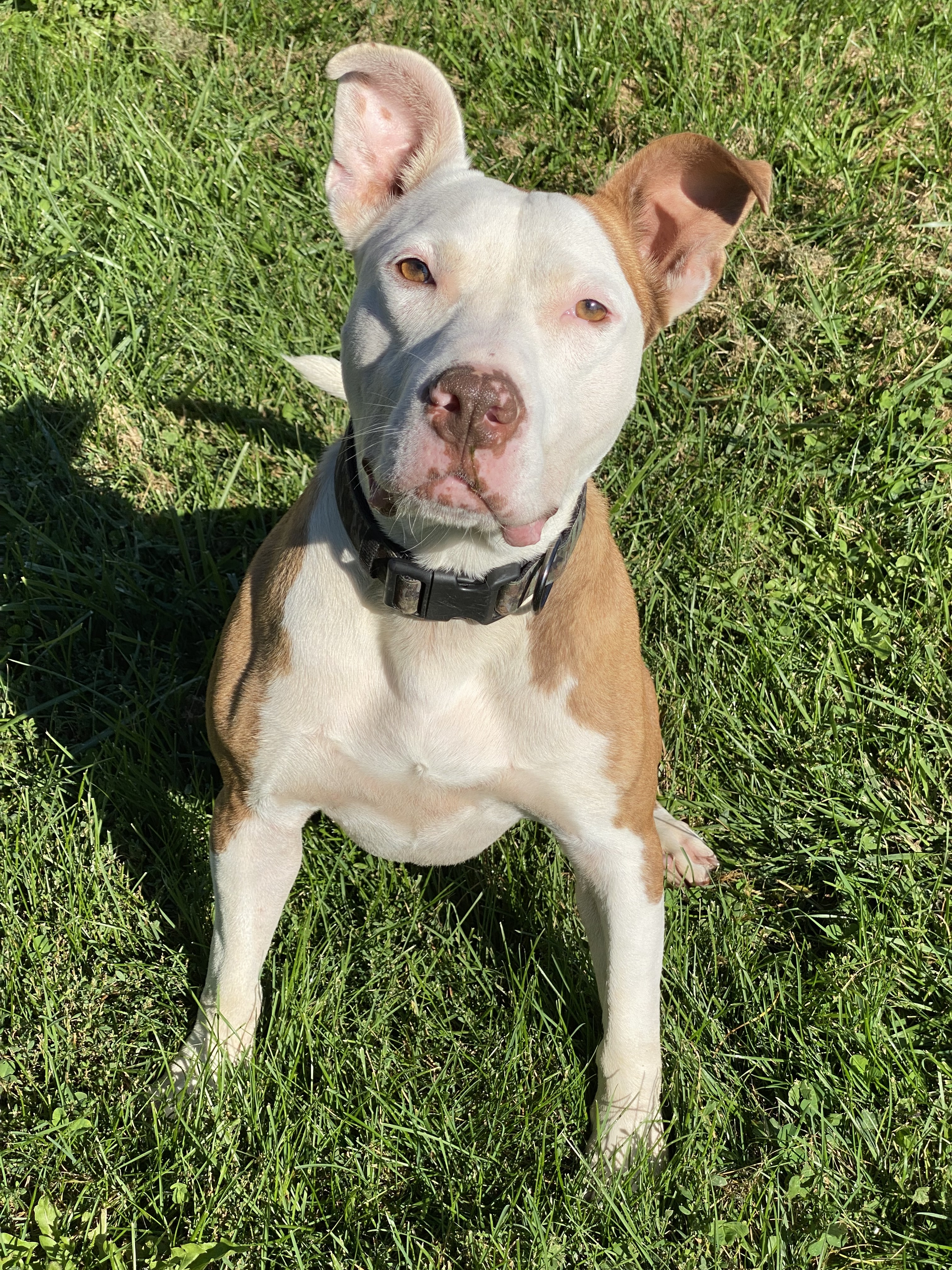 Davey, an adoptable Pit Bull Terrier in Kearneysville, WV, 25430 | Photo Image 1