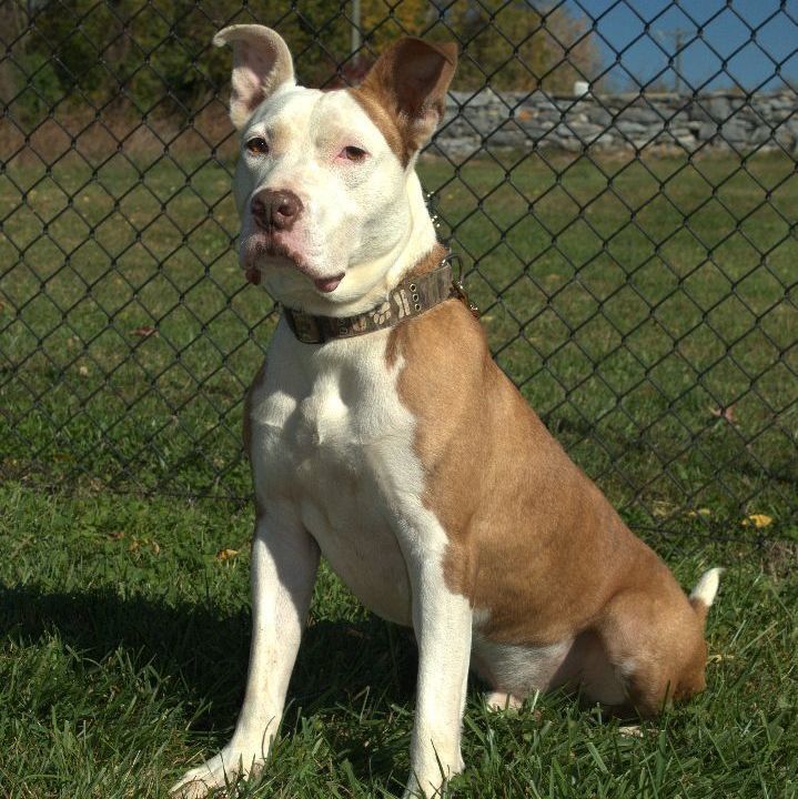 Davey, an adoptable Pit Bull Terrier in Kearneysville, WV, 25430 | Photo Image 3