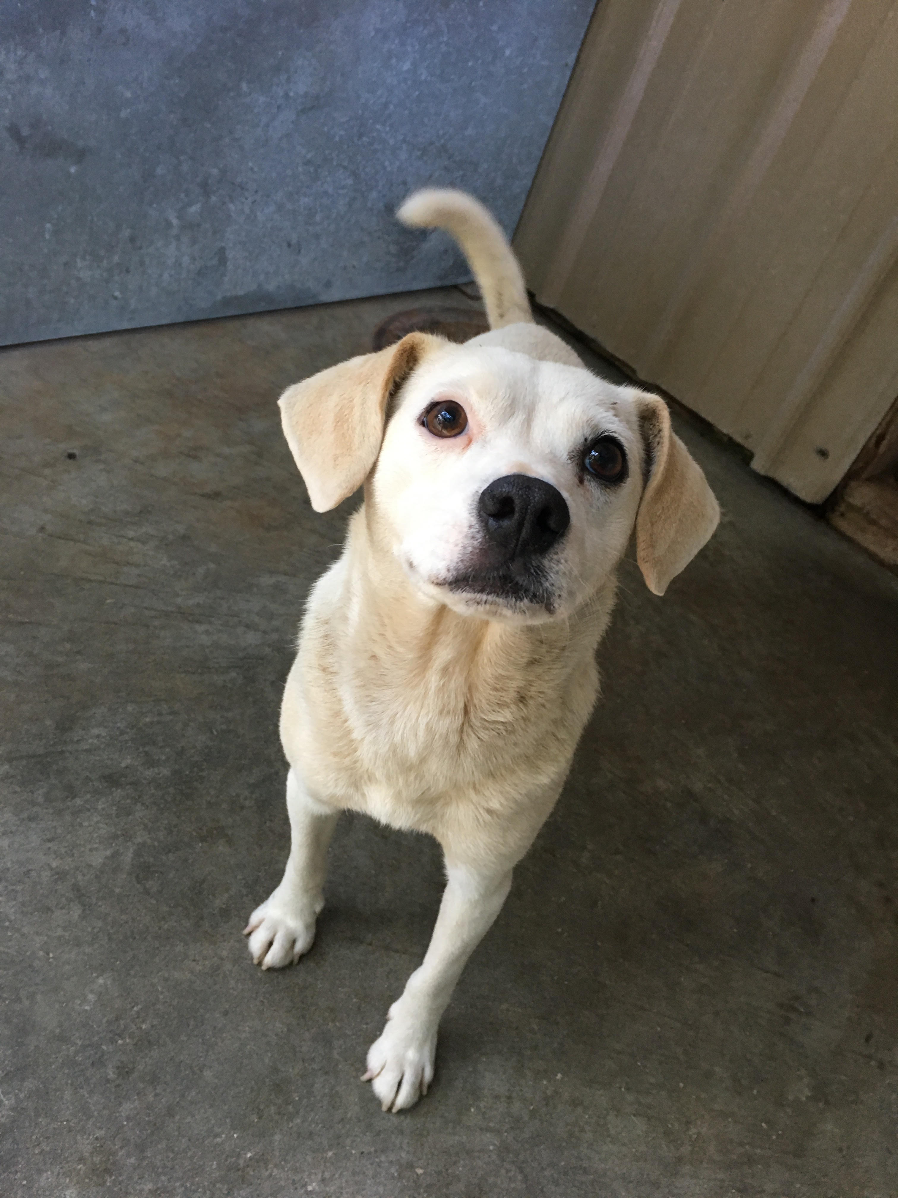 Finley, an adoptable Feist, Beagle in Tahlequah, OK, 74465 | Photo Image 2