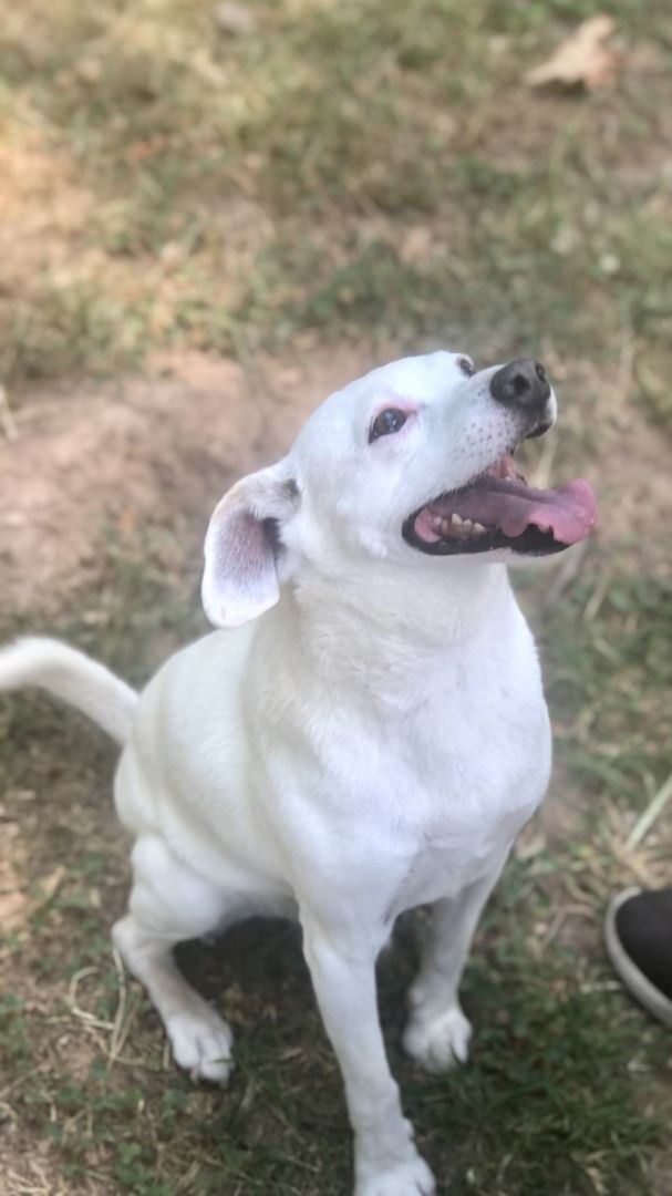 Dog for adoption Finley, a Feist & Beagle Mix in Tahlequah, OK