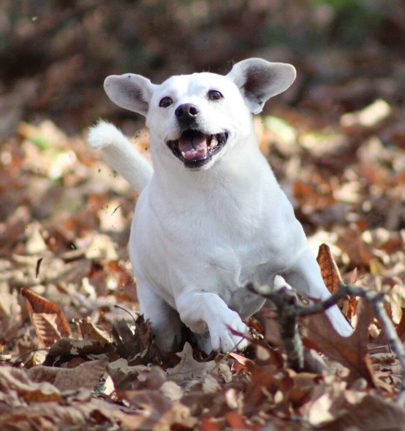 Finley, an adoptable Feist, Beagle in Tahlequah, OK, 74465 | Photo Image 1