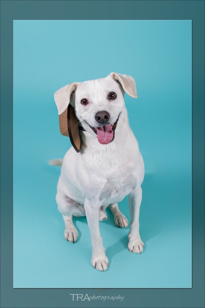 Finley, an adoptable Feist, Beagle in Tahlequah, OK, 74465 | Photo Image 5