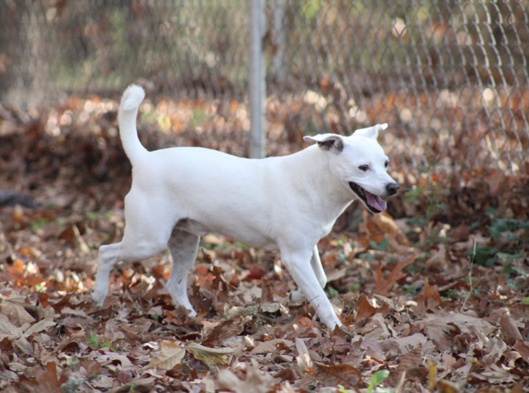 Finley, an adoptable Feist, Beagle in Tahlequah, OK, 74465 | Photo Image 6