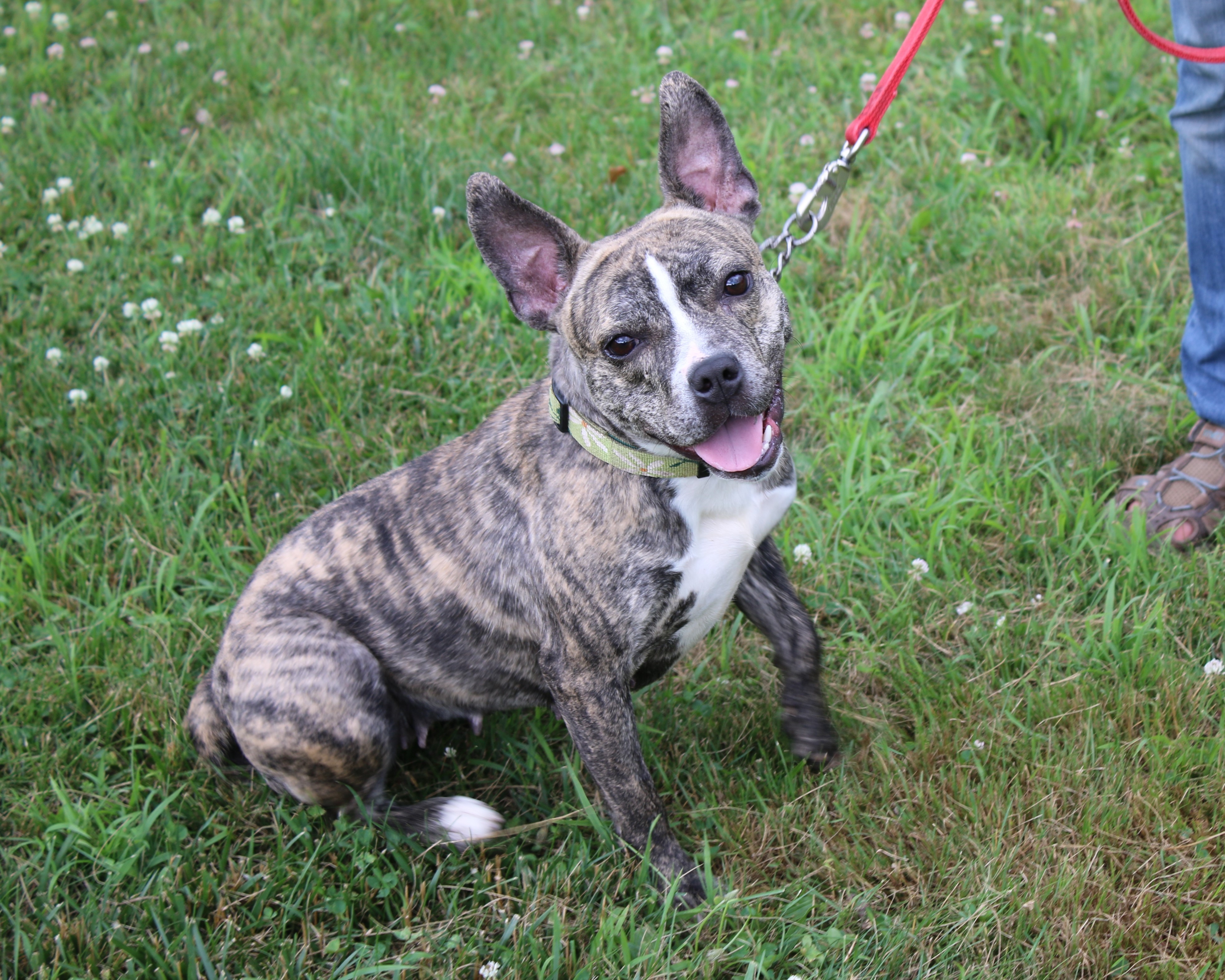 Layla, an adoptable French Bulldog, Terrier in Delhi, NY, 13753 | Photo Image 2
