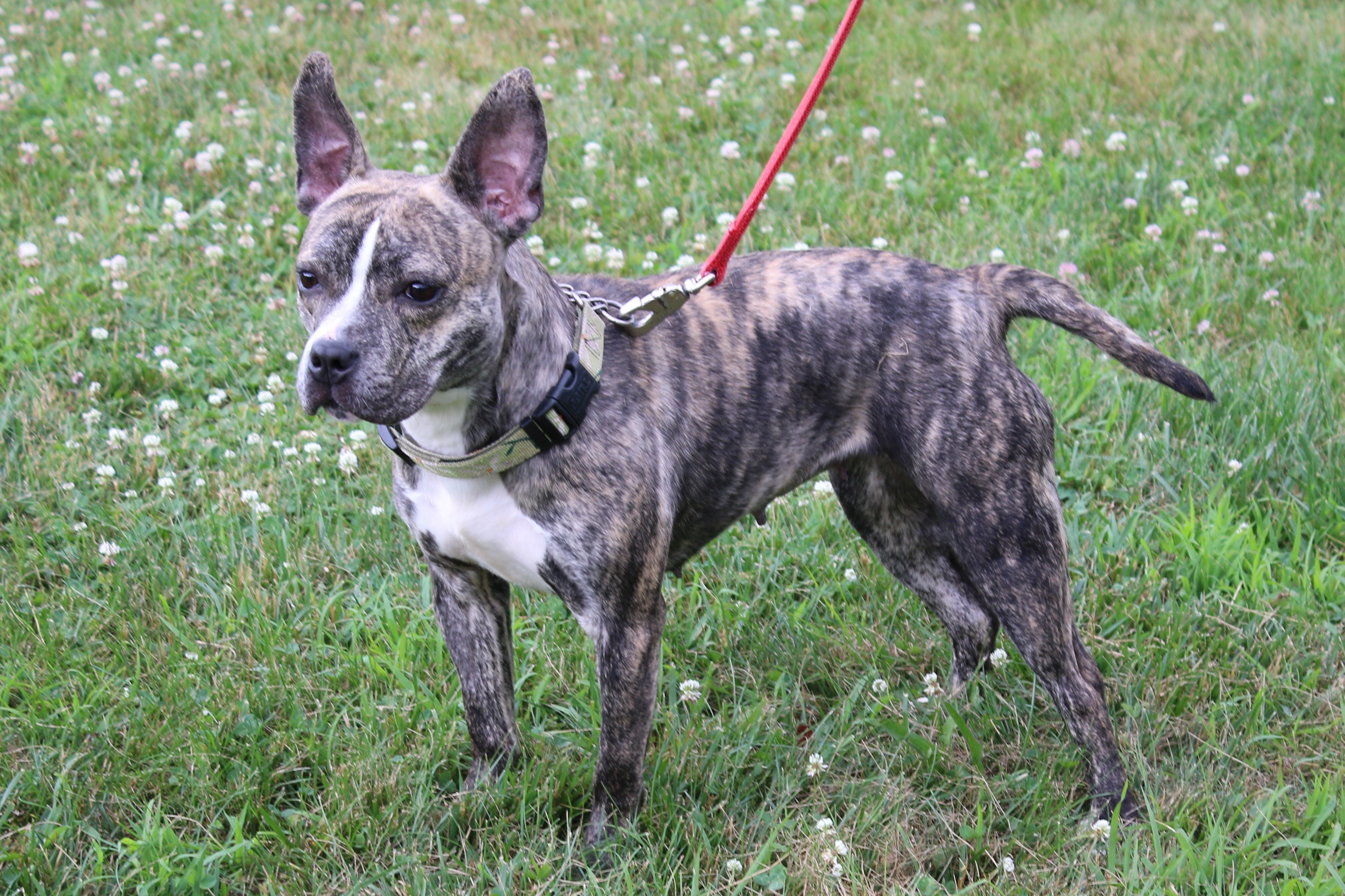 Layla, an adoptable French Bulldog, Terrier in Delhi, NY, 13753 | Photo Image 4