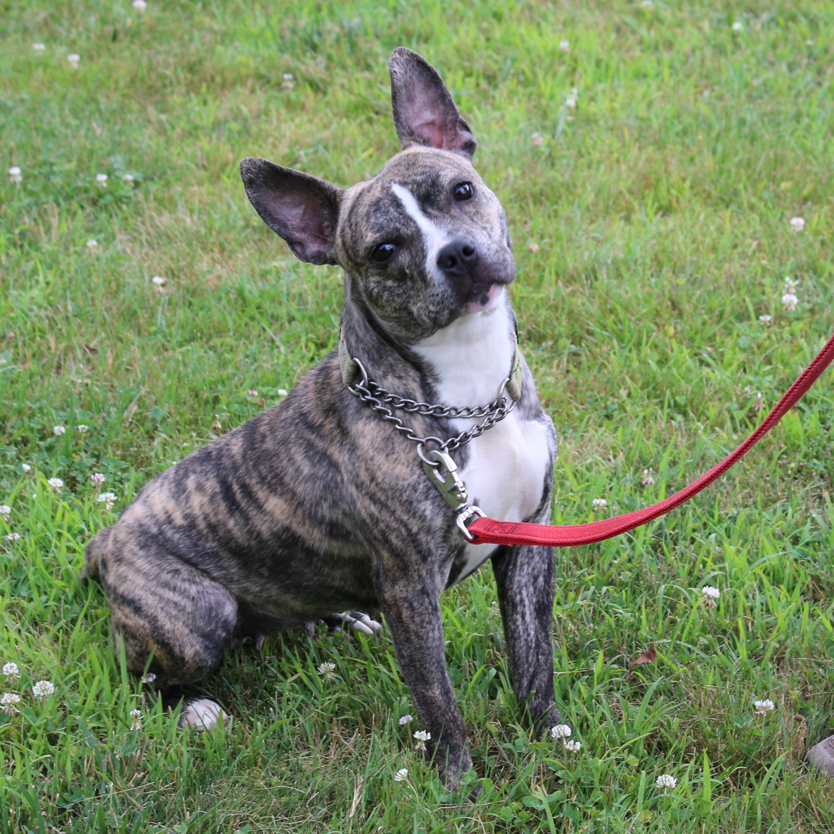 Layla, an adoptable French Bulldog, Terrier in Delhi, NY, 13753 | Photo Image 6