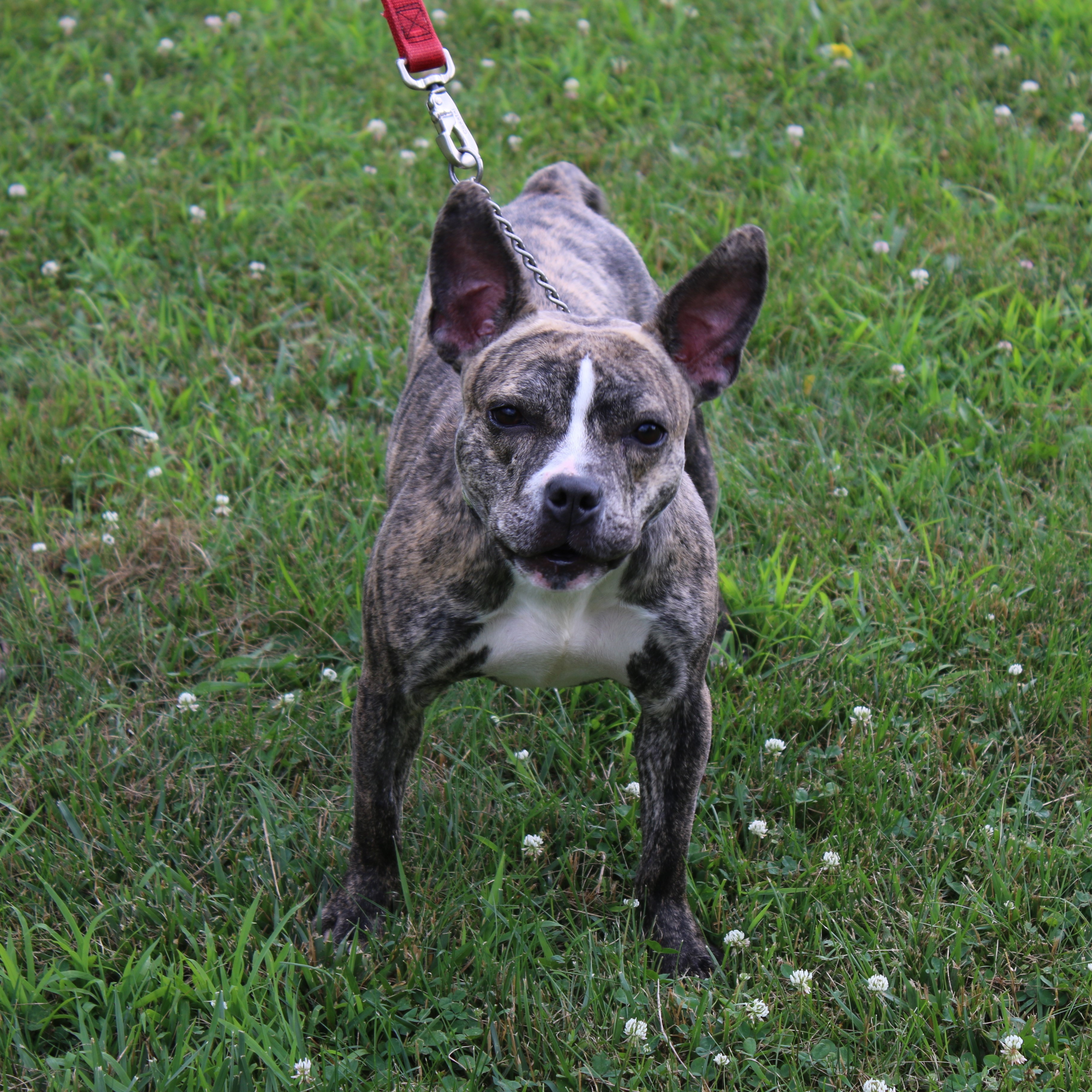 Layla, an adoptable French Bulldog, Terrier in Delhi, NY, 13753 | Photo Image 8