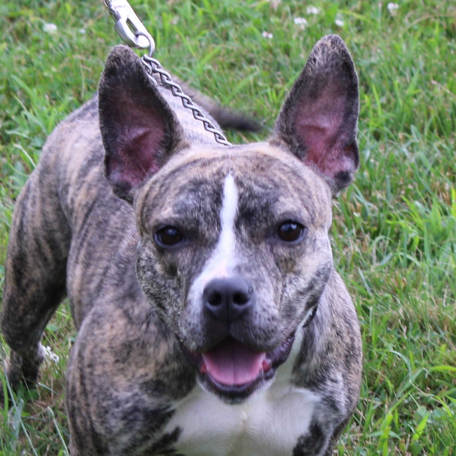 Layla, an adoptable French Bulldog, Terrier in Delhi, NY, 13753 | Photo Image 10